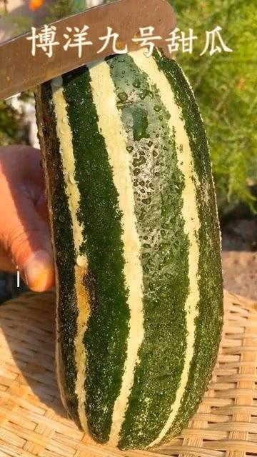 带你吃瓜葱花舞