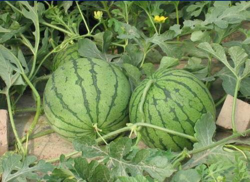 安阳本地吃瓜事件,一场引发全民热议的网络狂欢