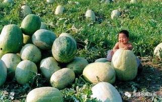 二路吃瓜,揭秘娱乐圈背后的那些事儿