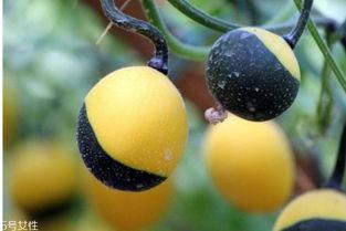 吊瓜天天吃,健康生活每一天