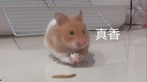 金丝熊吃生角瓜,探索生角瓜的独特魅力