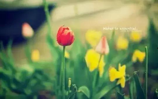 吃瓜优美短句图片高清,高清美图中的吃瓜瞬间