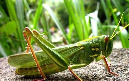 蝈蝈吃瓜么,探寻昆虫的饮食习惯