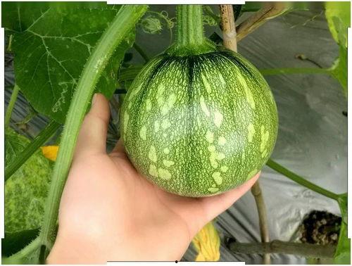 小超梦有什么瓜吃,揭秘那些令人垂涎欲滴的美食瓜界