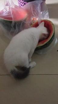 猫咪吃瓜杯吓到,猫咪误食瓜杯惊魂记