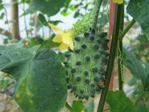 妇科吃的瓜,瓜果飘香，女性健康好伴侣