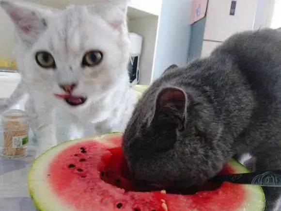 猫星吃瓜,一场吃瓜引发的星际风云