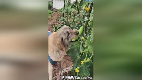 小狗吃瓜文案,萌态十足，带你领略夏日清凉