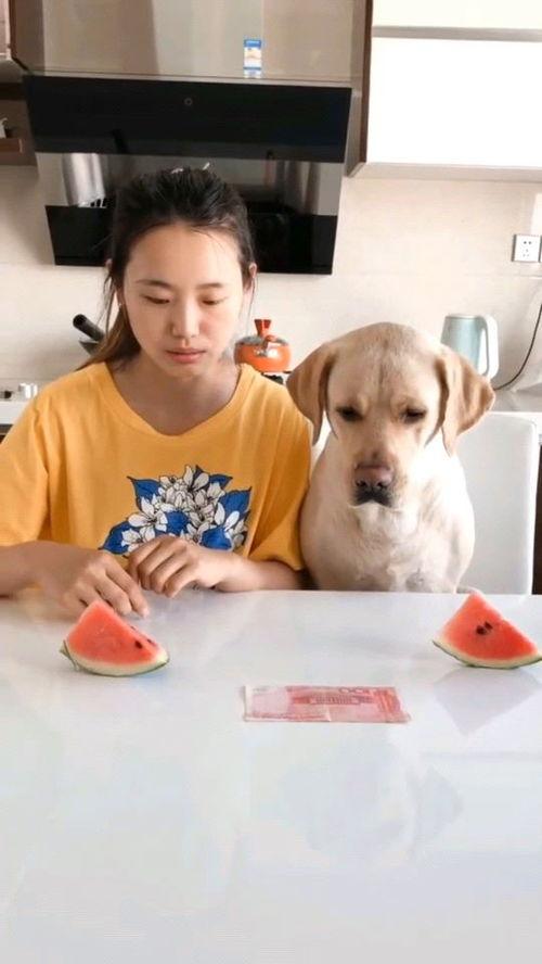 吃瓜视频比赛大全,盘点年度热门吃瓜瞬间