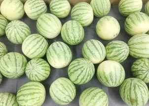 带你吃瓜南北大战,带你领略一场别开生面的“吃瓜”盛宴